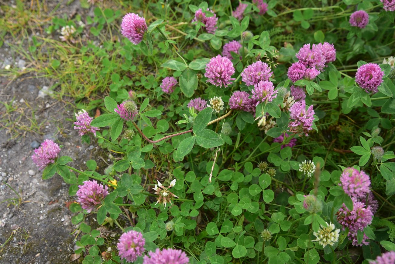 Изображение особи род Trifolium.