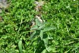 Mentha longifolia. Верхушка вегетирующего растения. Грузия, край Самцхе-Джавахети, Ахалцихский муниципалитет, 80 м от водопада Чанчкери, луг, сырой участок ок. канала. 10 июня 2026 г.