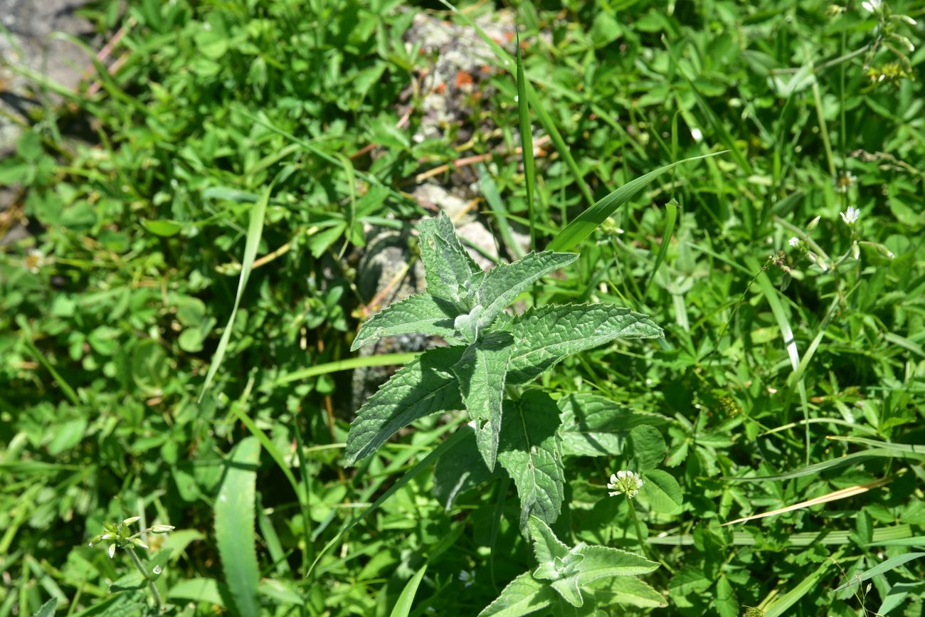 Изображение особи Mentha longifolia.