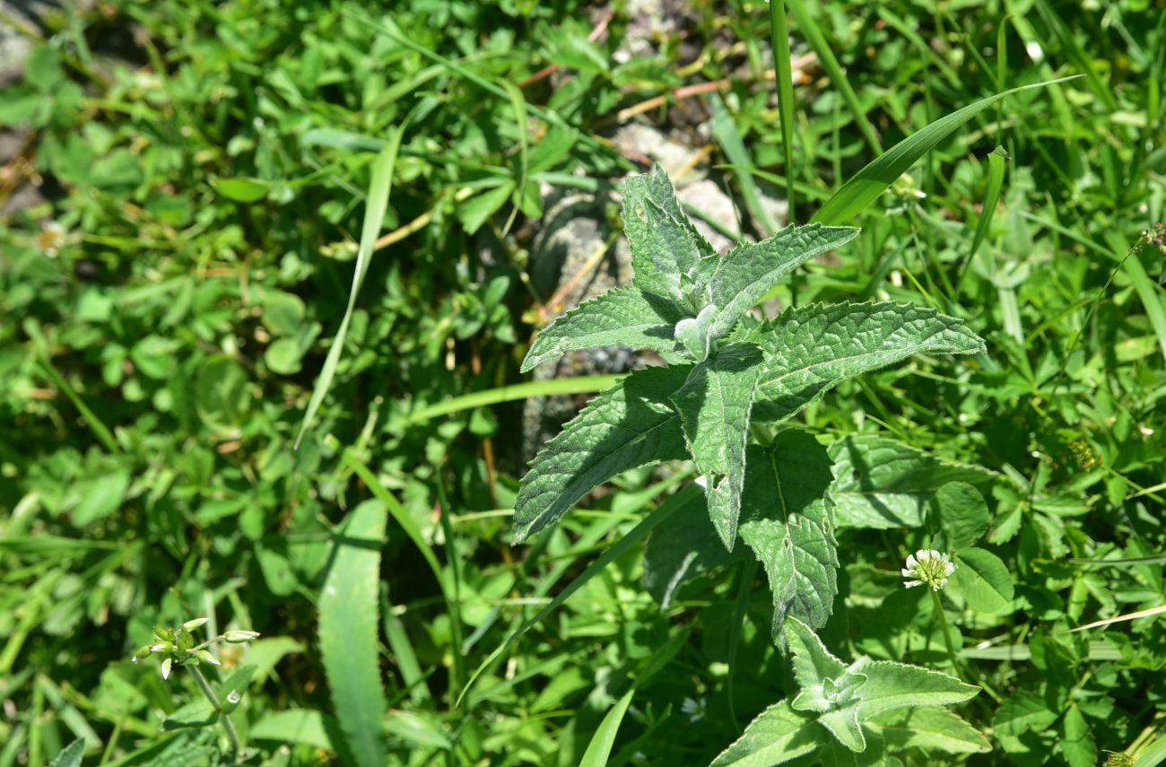 Изображение особи Mentha longifolia.