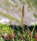 Veratrum anticleoides. Отцветающее и плодоносящее растение. Хабаровский край, р-н имени Лазо, массив горы Ко, гора Столовая, выс. ≈ 1900 м н.у.м., горная тундра. 02.08.2026.