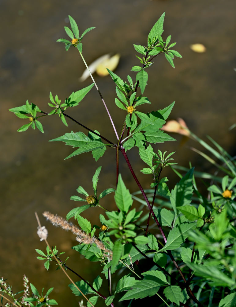 Image of Bidens frondosa specimen.