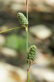 Carex grioletii. Фрагмент плодоносящего побега с соплодиями. Краснодарский край, муниципальное образование город-курорт Сочи, Адлерский р-н, Кудепстинский сельский округ, окр. пос. Дубравный, Кудепстинский дендропарк, широколиственный лес. 05.07.2024.