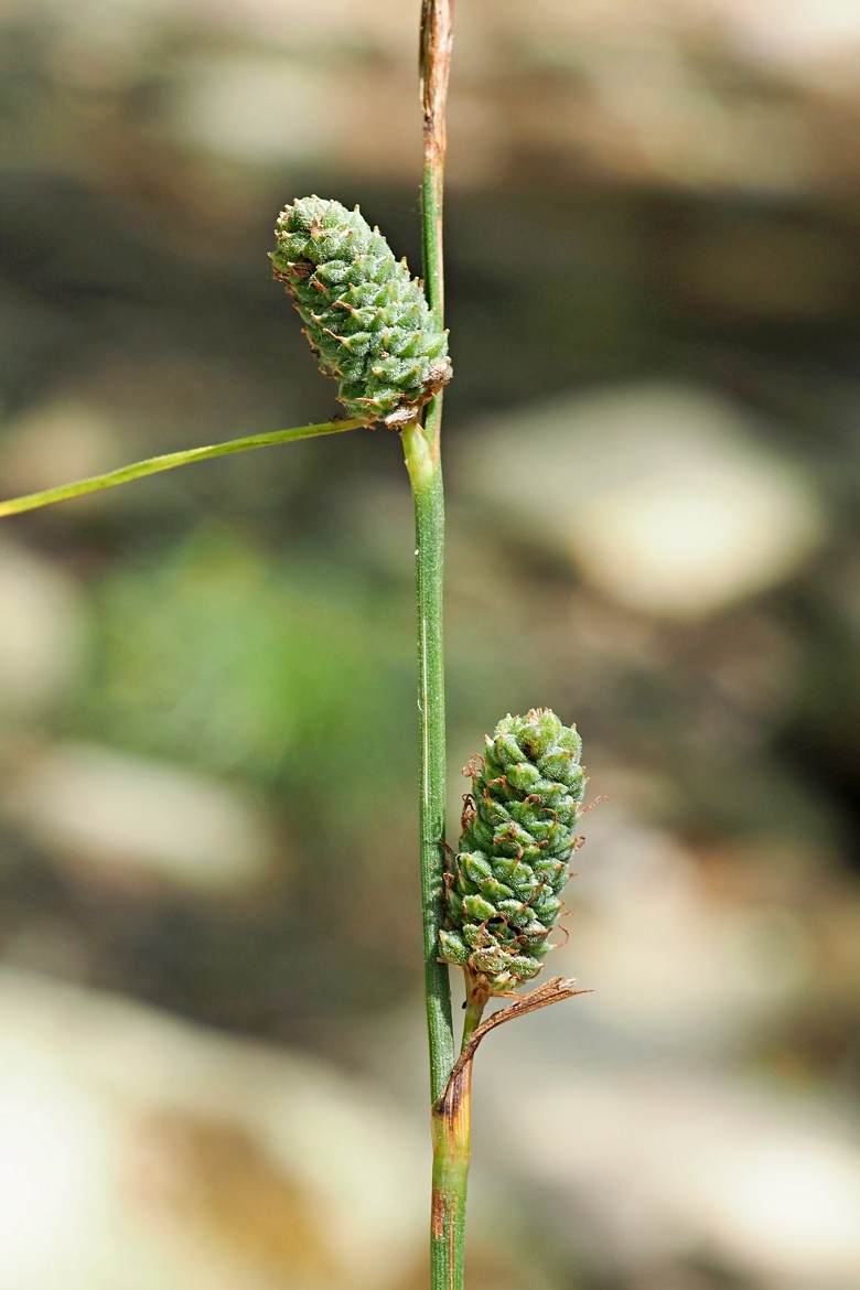 Изображение особи Carex grioletii.