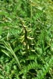 unknown species. Верхушка побега с соплодиями. Турция, ил Артвин, окр. храма Отхта, луг. 13 июня 2026 г.