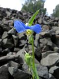 Commelina communis. Верхушка цветущего растения. Томск, окр. мкр. Просторный, железнодорожная насыпь. 16.07.2026.