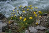 Hypericum scabrum. Цветущее растение. Турция, ил Артвин, р-н Юсуфели, напротив водопада, на левом берегу р. Бархал-Чайи, среди камней. 14 июня 2026 г.