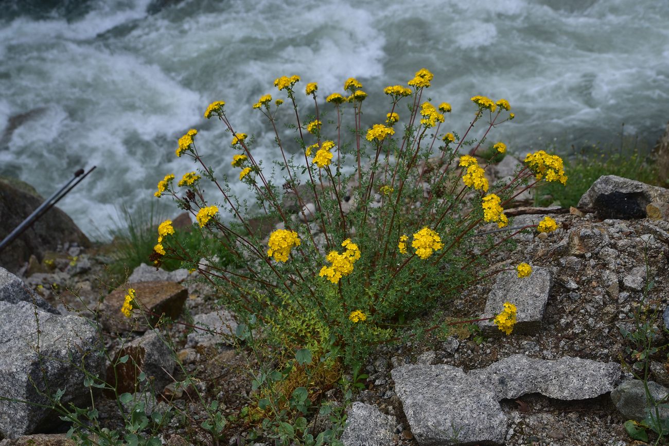 Image of Hypericum scabrum specimen.