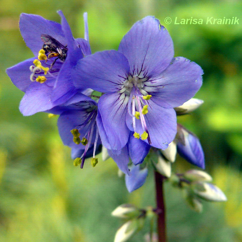 Image of Polemonium chinense specimen.