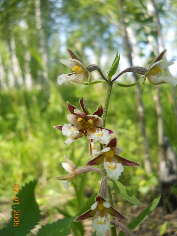 Image of Epipactis palustris specimen.