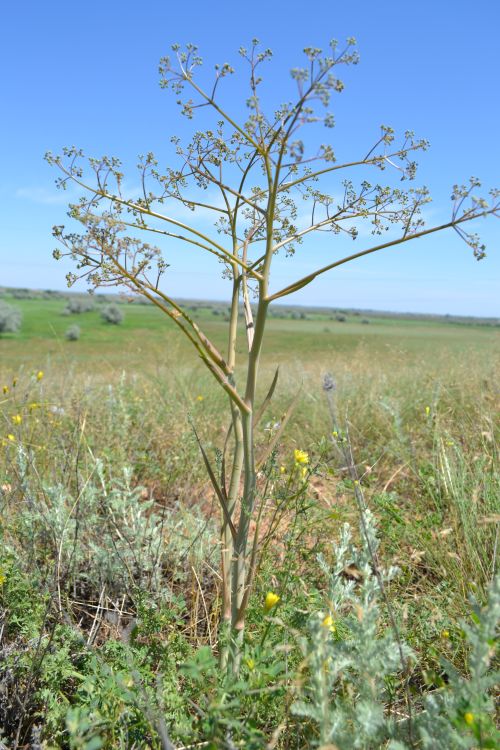 Изображение особи Ferula caspica.