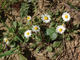 Bellis perennis. Цветущее растение. Украинские Карпаты, Свалявский район, поляна на склоне горы Крыхая возле с. Солочин. 26 мая 2011 г.