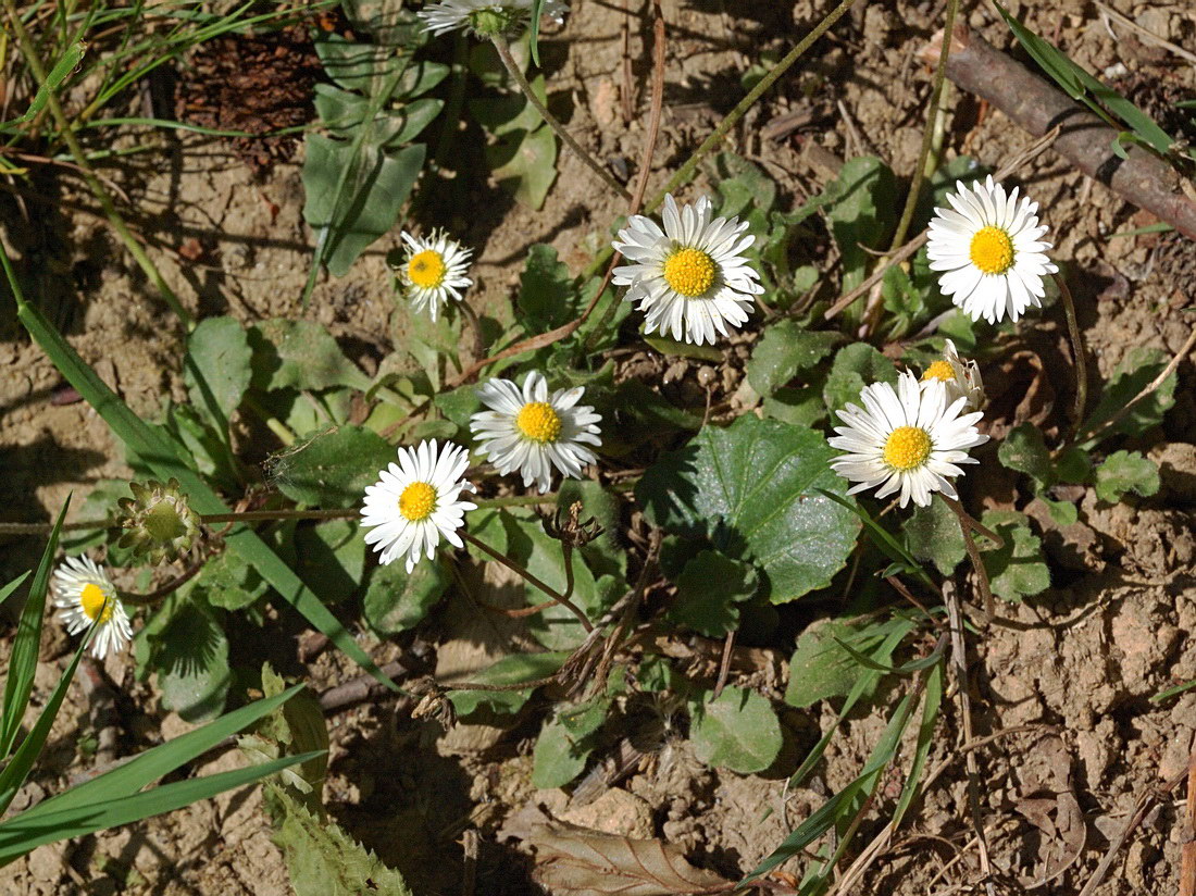 Image of Bellis perennis specimen.