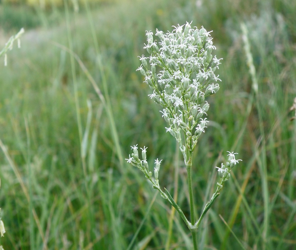 Изображение особи Silene wolgensis.