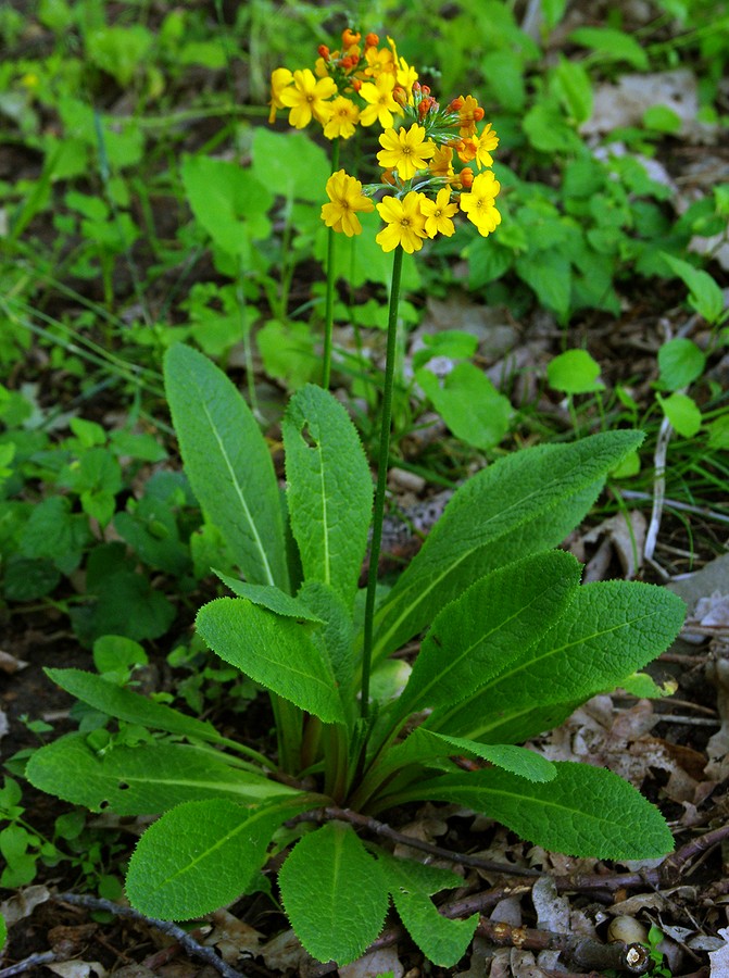 Image of Primula bulleyana specimen.