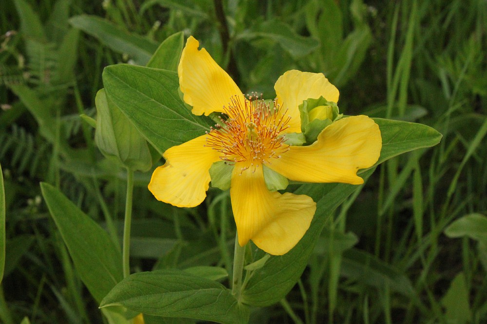 Image of Hypericum ascyron specimen.