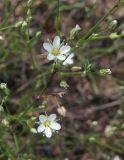 Minuartia leiosperma. Часть цветущего побега. Украина, Донецкая обл., Артёмовский р-н, окр. с. Дроновка. 10.07.2011.