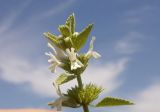 Image of taxon representative. Author is Иван Бобырь