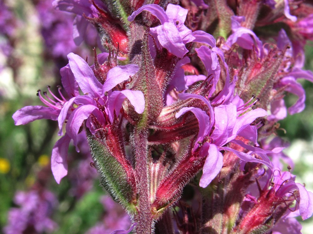 Image of Lythrum tomentosum specimen.