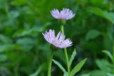 Kemulariella caucasica. Соцветие. Республика Карачаево-Черкесия, Домбай, ущелье р. Аманауз, ≈ 1700 м н.у.м. 06.07.2011.