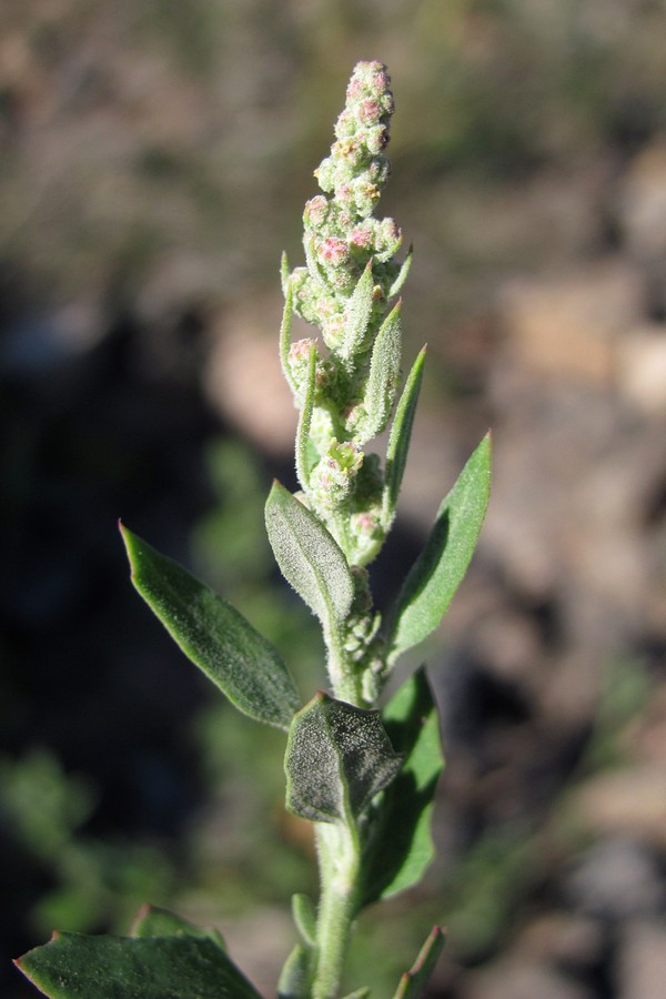 Изображение особи Chenopodium album.