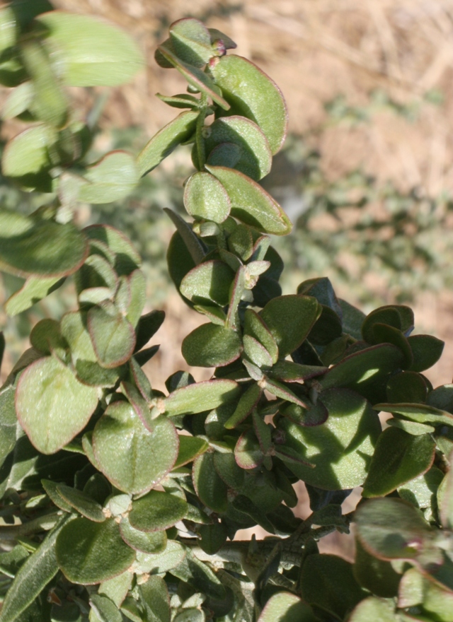 Image of Atriplex aucheri specimen.