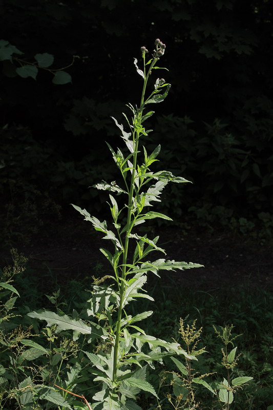 Image of Cirsium setosum specimen.