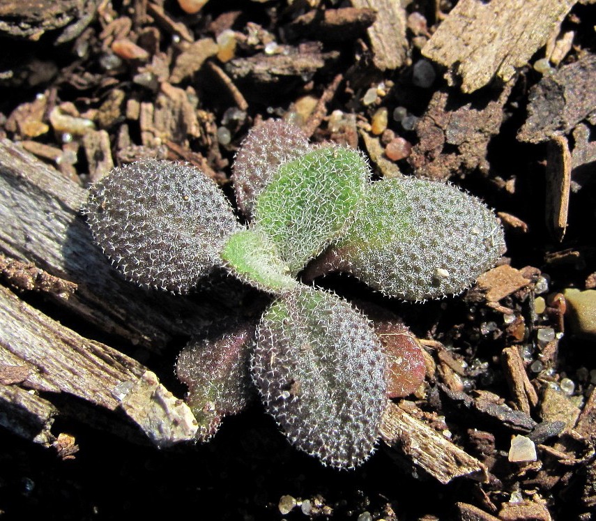 Изображение особи Arabis borealis.