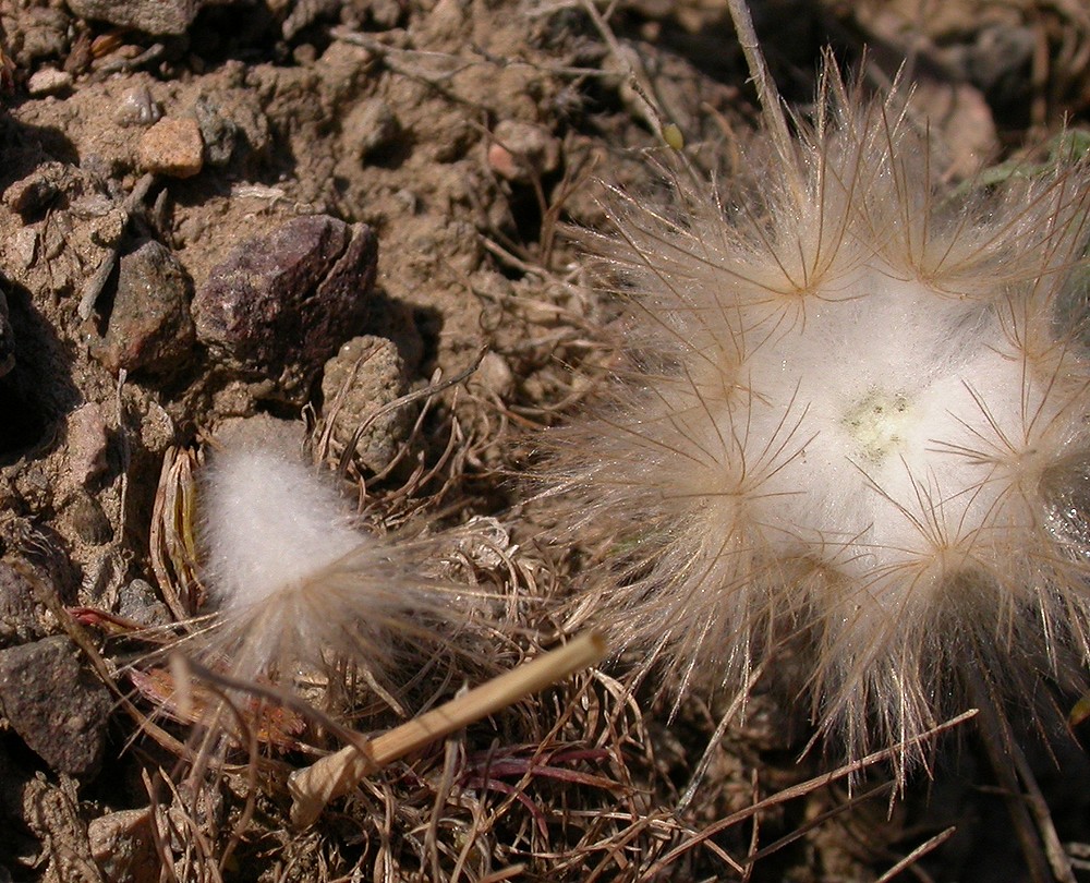 Изображение особи Scorzonera circumflexa.