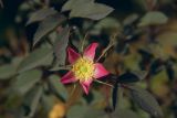 Rosa glauca