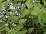 Brunnera macrophylla