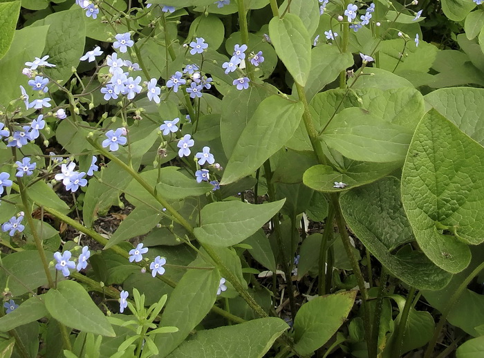 Изображение особи Brunnera macrophylla.