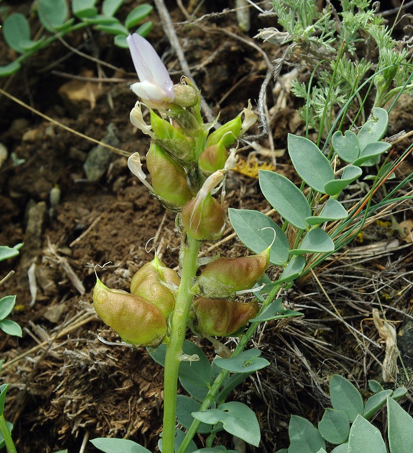 Image of Astragalus physocarpus specimen.