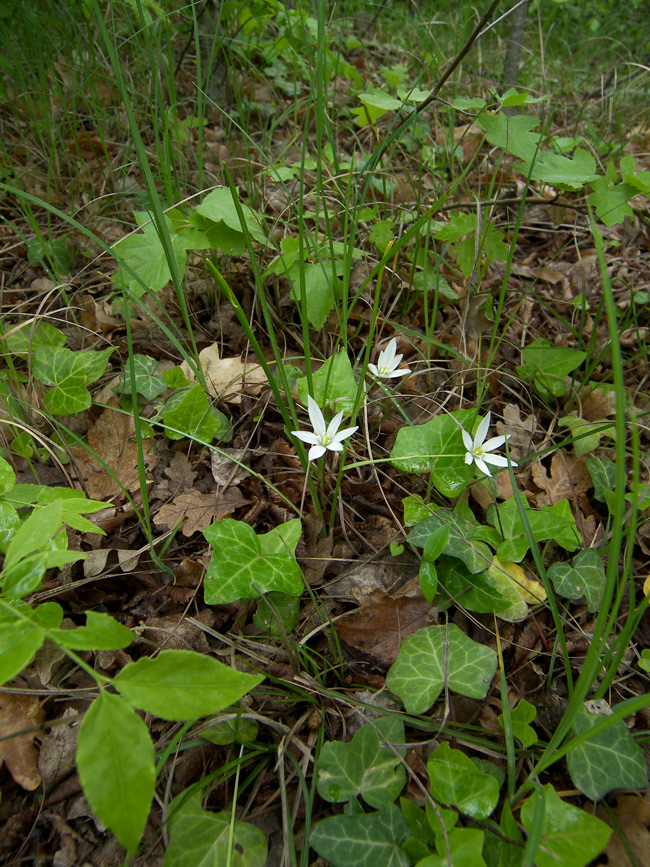 Image of Ornithogalum woronowii specimen.