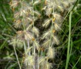 Pennisetum orientale. Части соцветий. Копетдаг, Чули. Май 2011 г.