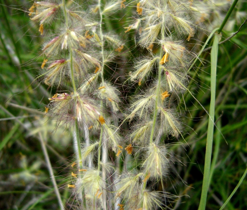 Image of Pennisetum orientale specimen.
