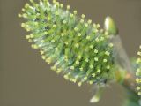 Salix cinerea. Женское соцветие (сильно увеличено). Москва, Кузьминский лесопарк. 29.04.2006.