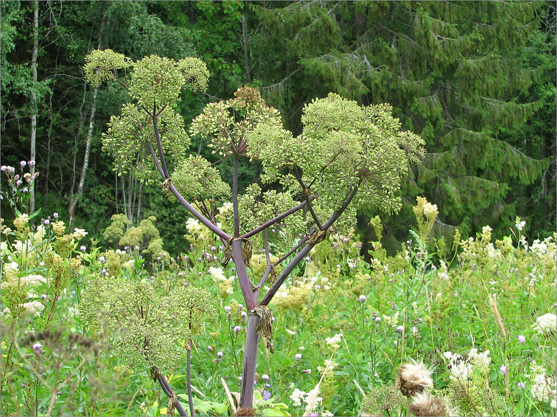 Изображение особи Archangelica officinalis.