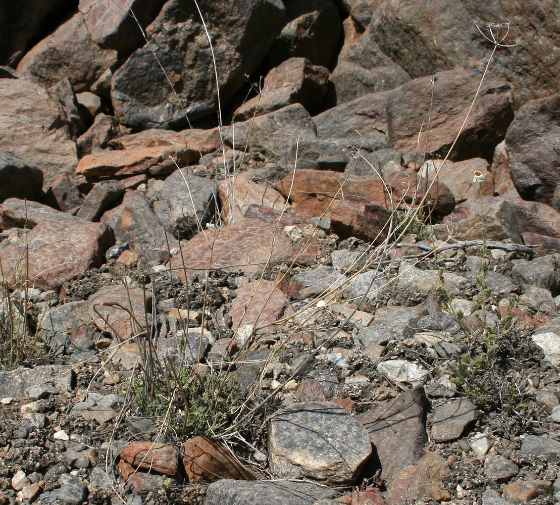 Image of Semenovia furcata specimen.