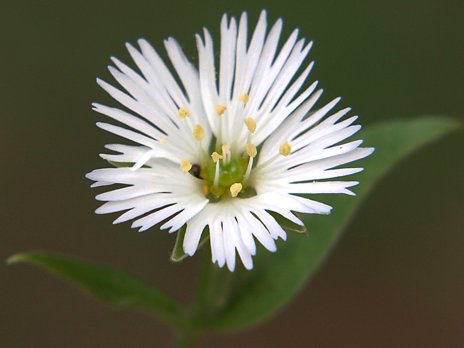 Изображение особи Fimbripetalum radians.