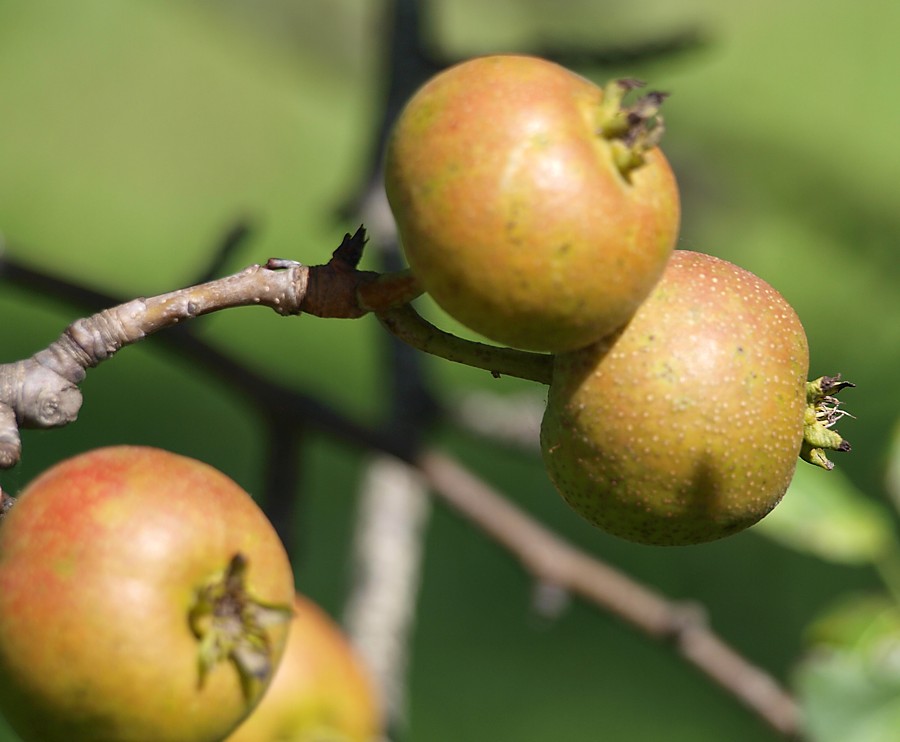 Изображение особи Pyrus ussuriensis.