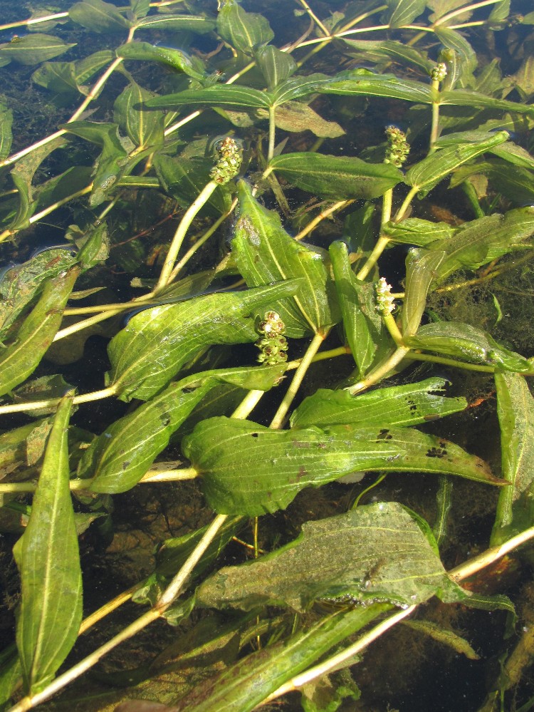 Image of Potamogeton × decipiens specimen.