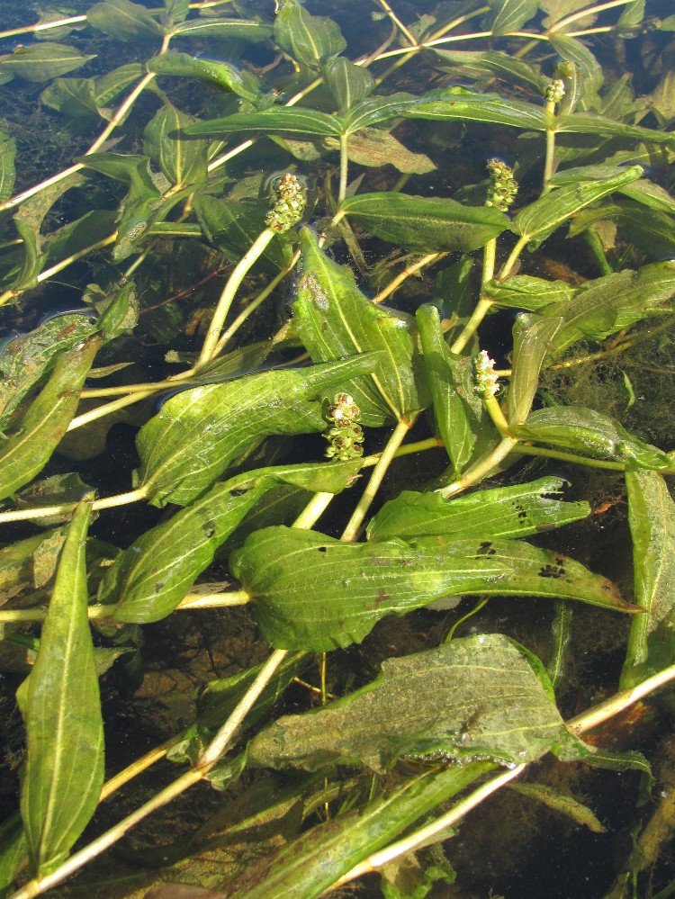 Image of Potamogeton &times; decipiens specimen.