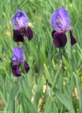 genus Iris
