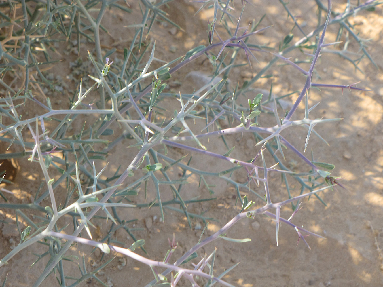 Image of Zilla spinosa specimen.