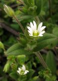 Cerastium holosteoides