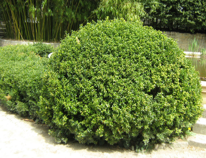 Изображение особи Buxus sempervirens.