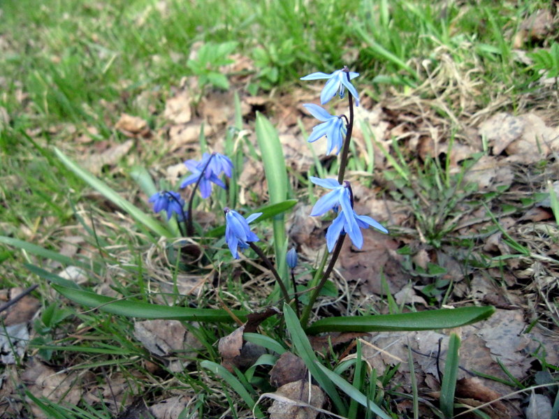 Изображение особи Scilla siberica.