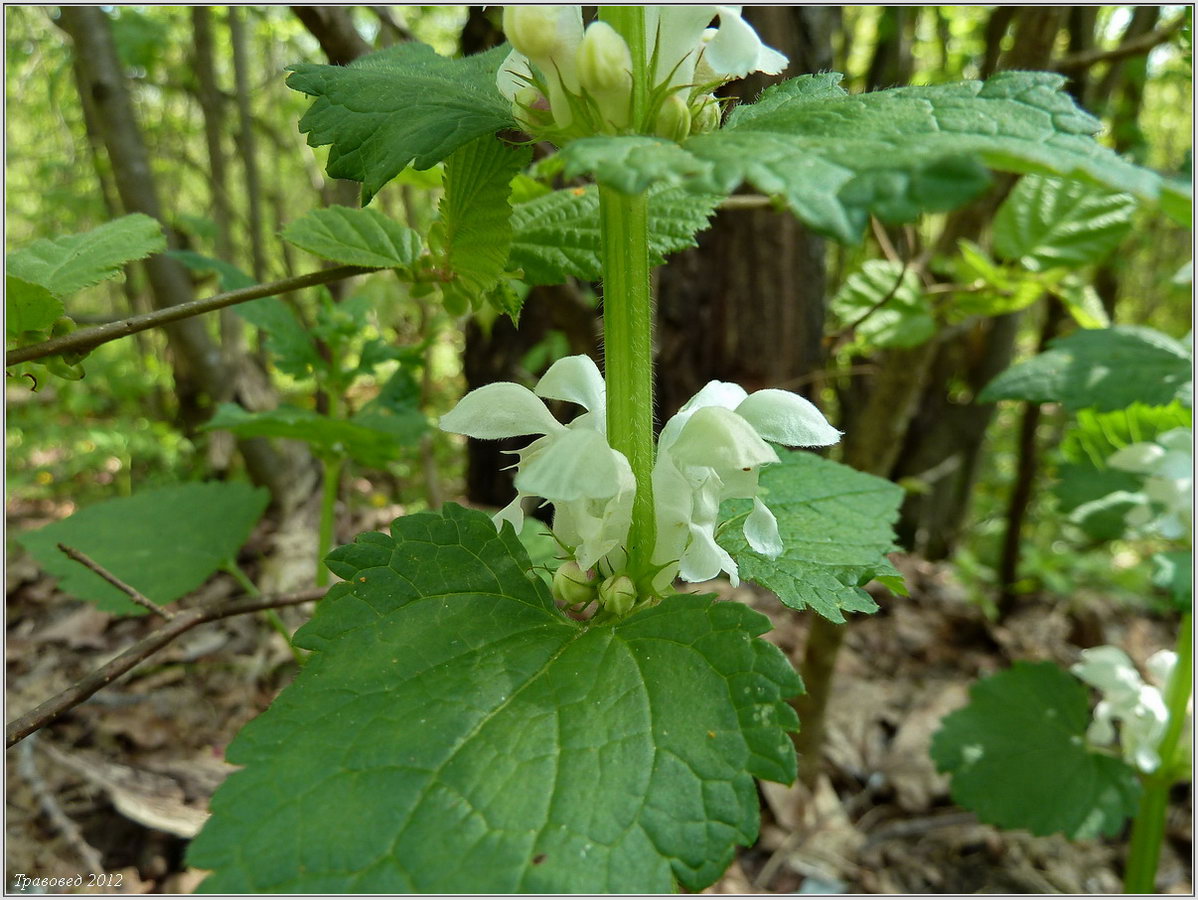 Image of Lamium album specimen.