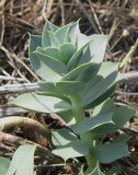 Euphorbia myrsinites. Побег. Крым, Карадаг, подножье горы Карагач. 7 мая 2012 г.